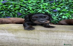 Miniature Dachshund dogs for sale: Long Haired Miniature Dachshund puppies - Image 7