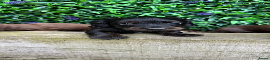 Miniature Dachshund Puppy 3