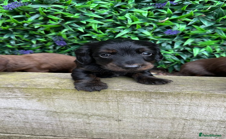 Miniature Dachshund dogs - Advert 5
