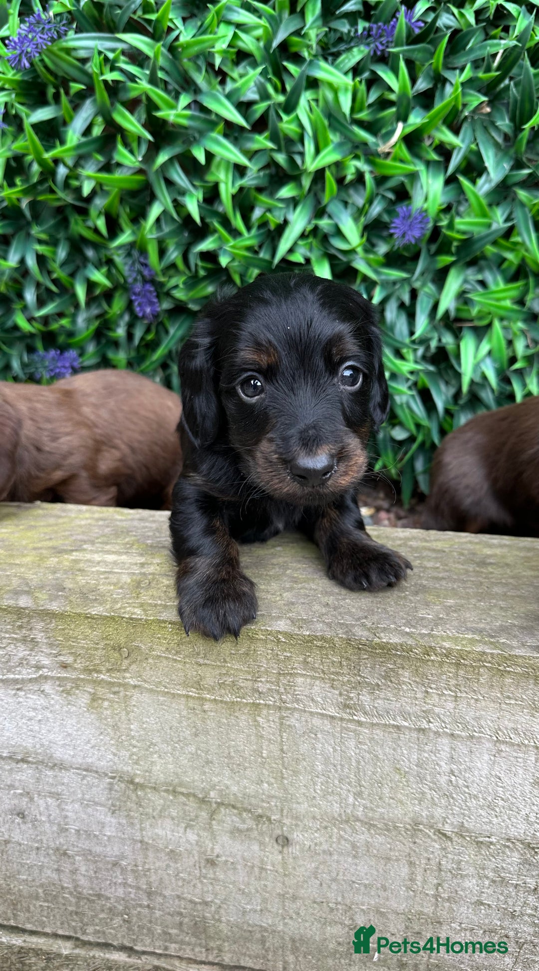 Miniature Dachshund dogs for sale: Long Haired Miniature Dachshund puppies - Image 7
