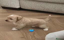 Schnoodle dogs for sale: 5 Adorable Schnoodle Puppies ❤️🩷💚💙🧡 - Image 20