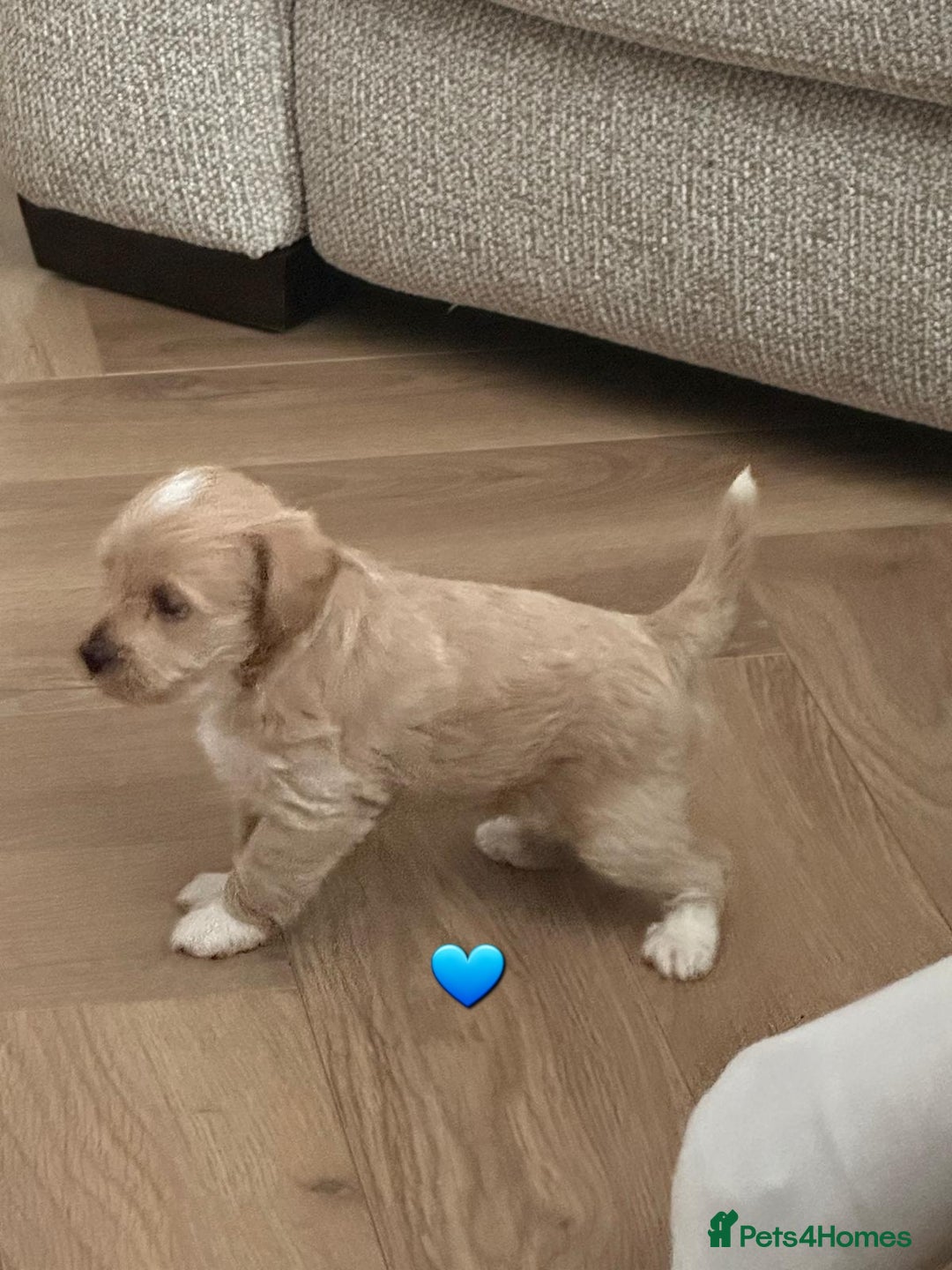 Schnoodle dogs for sale: 5 Adorable Schnoodle Puppies ❤️🩷💚💙🧡 - Image 20