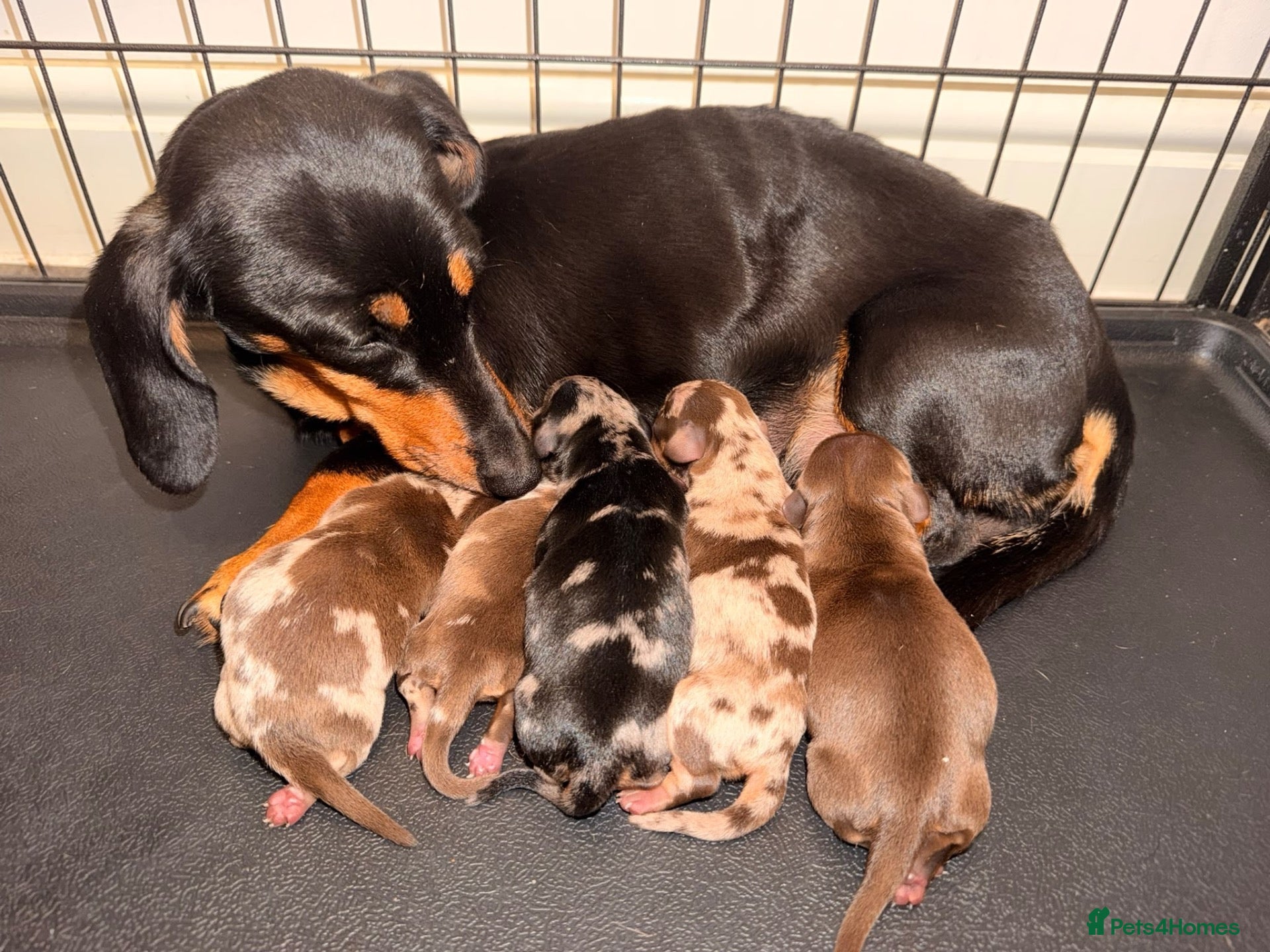 Dachshund dogs dachshund - Advert 1