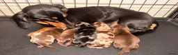 Dachshund dogs for sale: dachshund in Sheerness - Advert 1