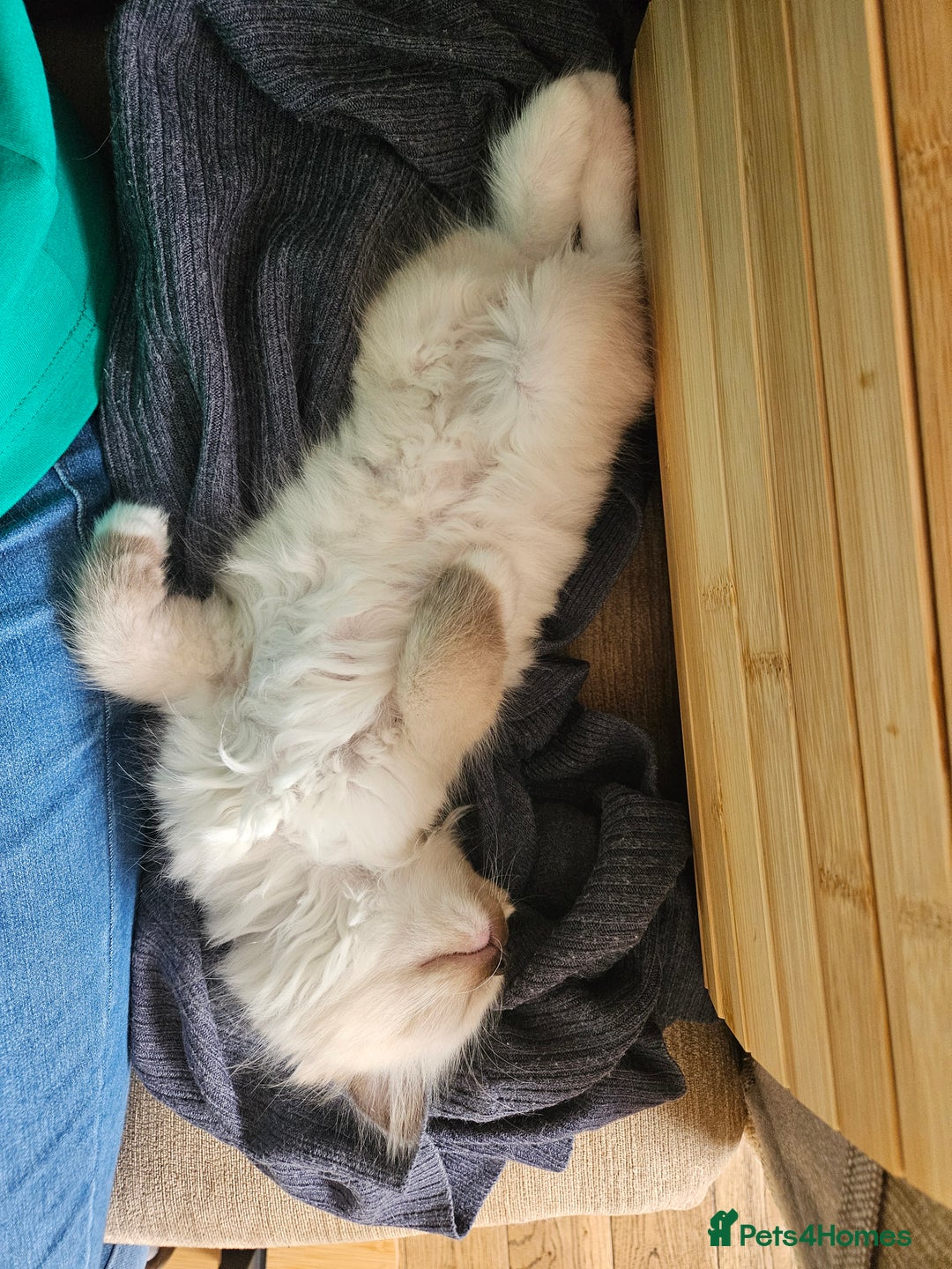Ragdoll cats for sale: For sale Ragdoll  - Image 8