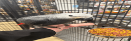 Parrots birds for sale: Gorgeous handreared tame baby African Greys  - Advert 5