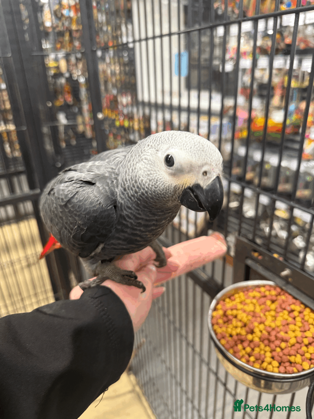 Parrots birds for sale: Gorgeous handreared tame baby African Greys  - Advert 5