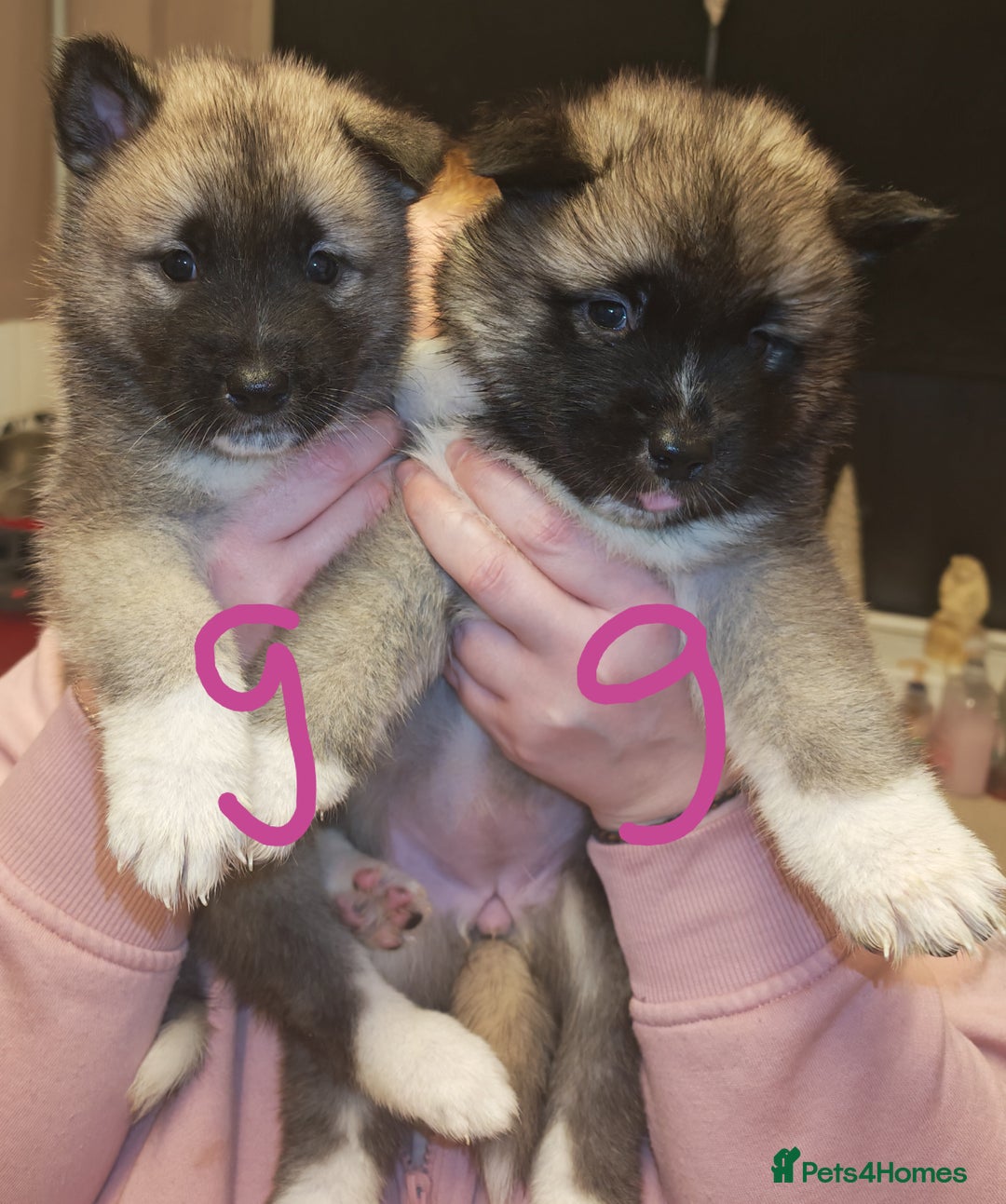 Akita dogs for sale: Akita puppys ready now  - Advert 32