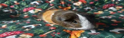 Guinea Pig rodents for sale: two bonded boys - Advert 2