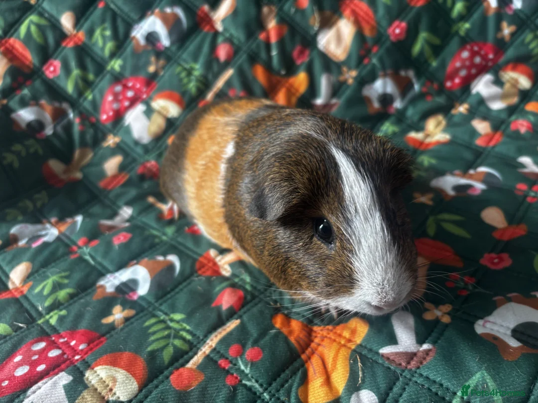 Guinea Pig rodents for sale: two bonded boys - Advert 2