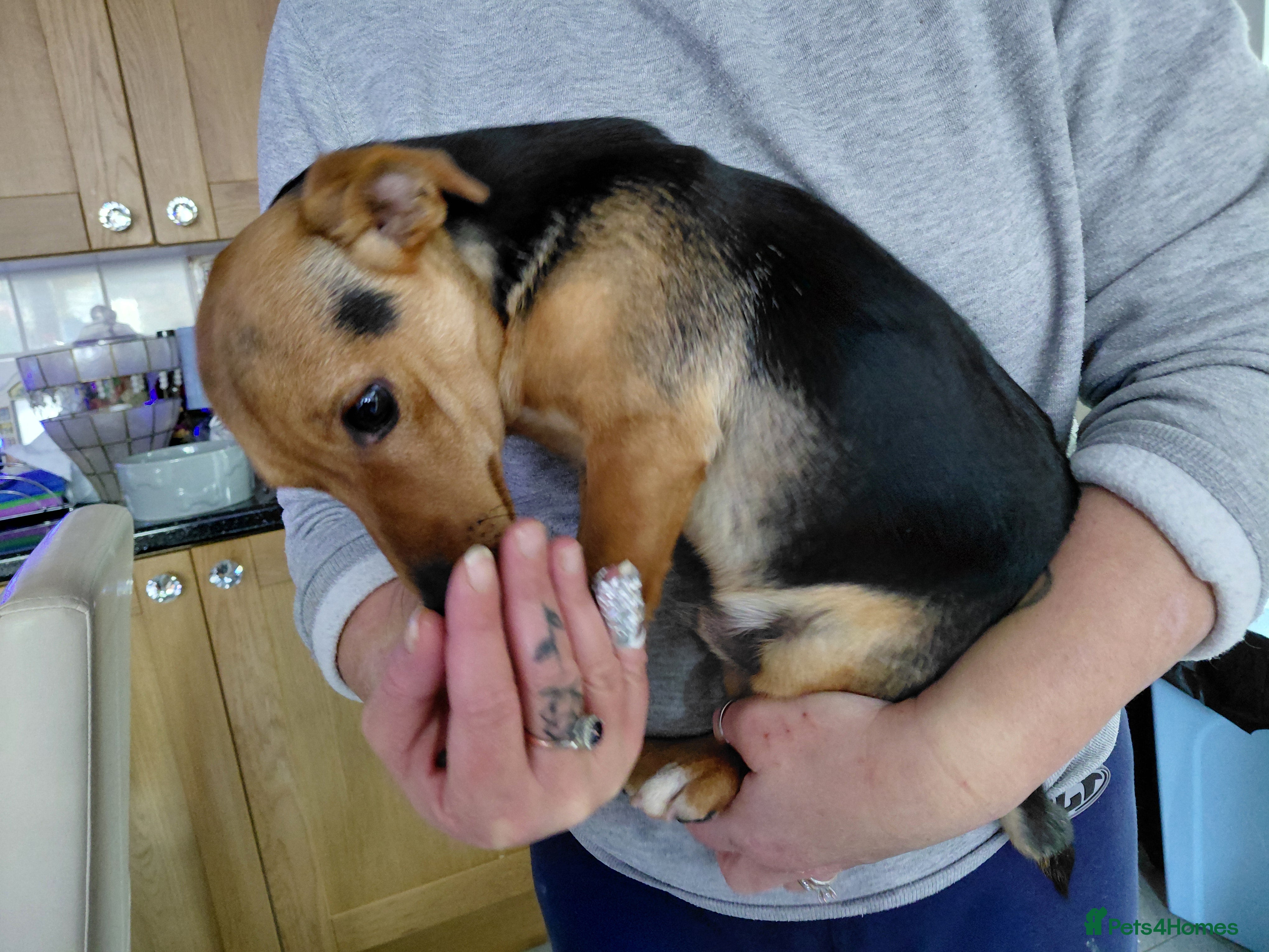 Jack Russell dogs Black and Tan jack Russell Boy - Advert 1