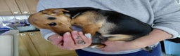 Jack Russell dogs for sale: Black and Tan jack Russell Boy - Advert 1