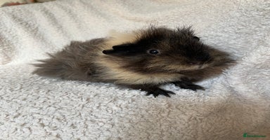 Guinea Pig rodents in Beckenham - Advert 3