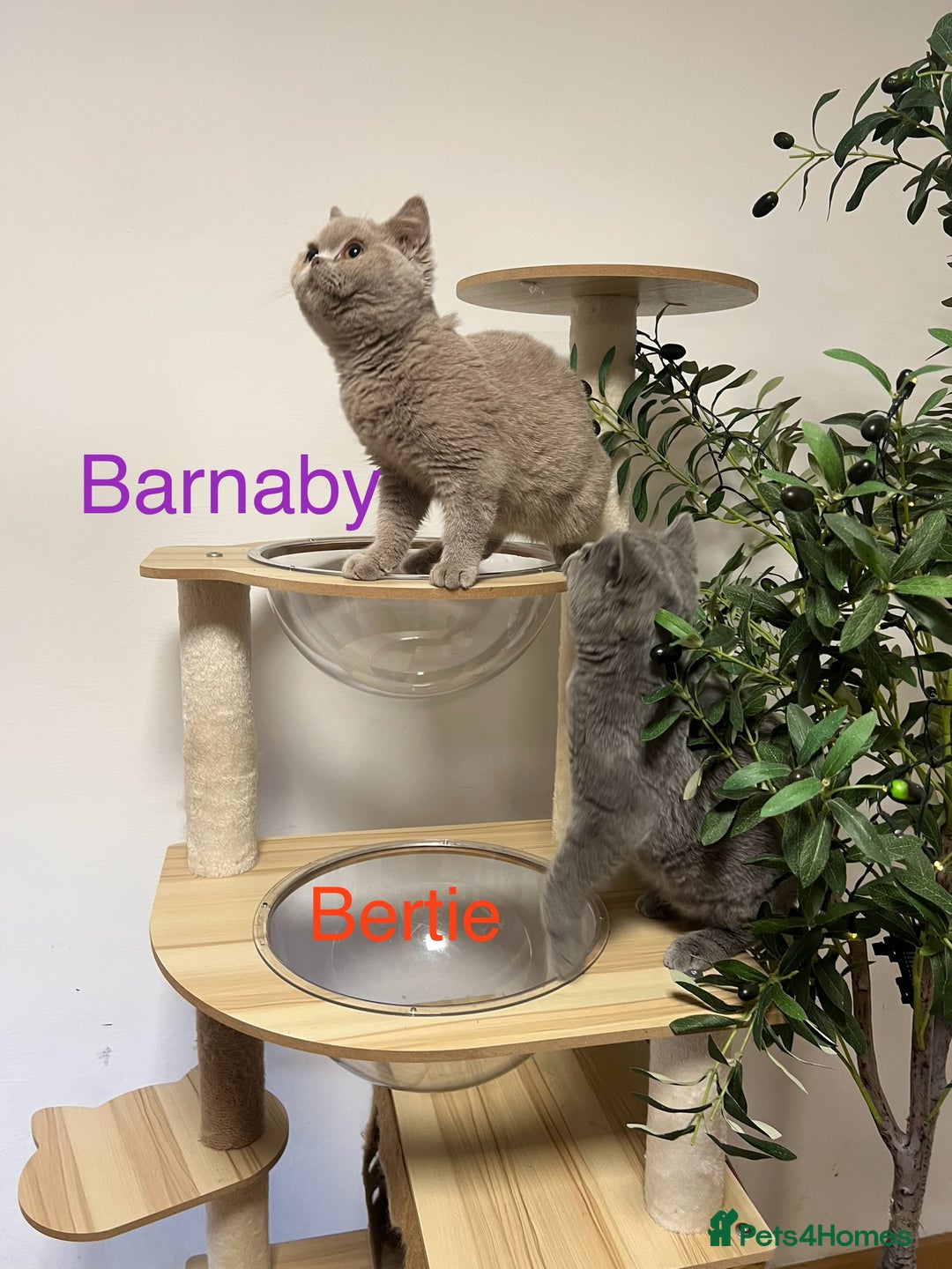 British Shorthair cats for sale: GCCC Registered British Shorthair Boys - Image 7