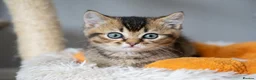British Shorthair cats for sale: Adorable Kitten Ready For Reservation in Leamington Spa - Advert 13