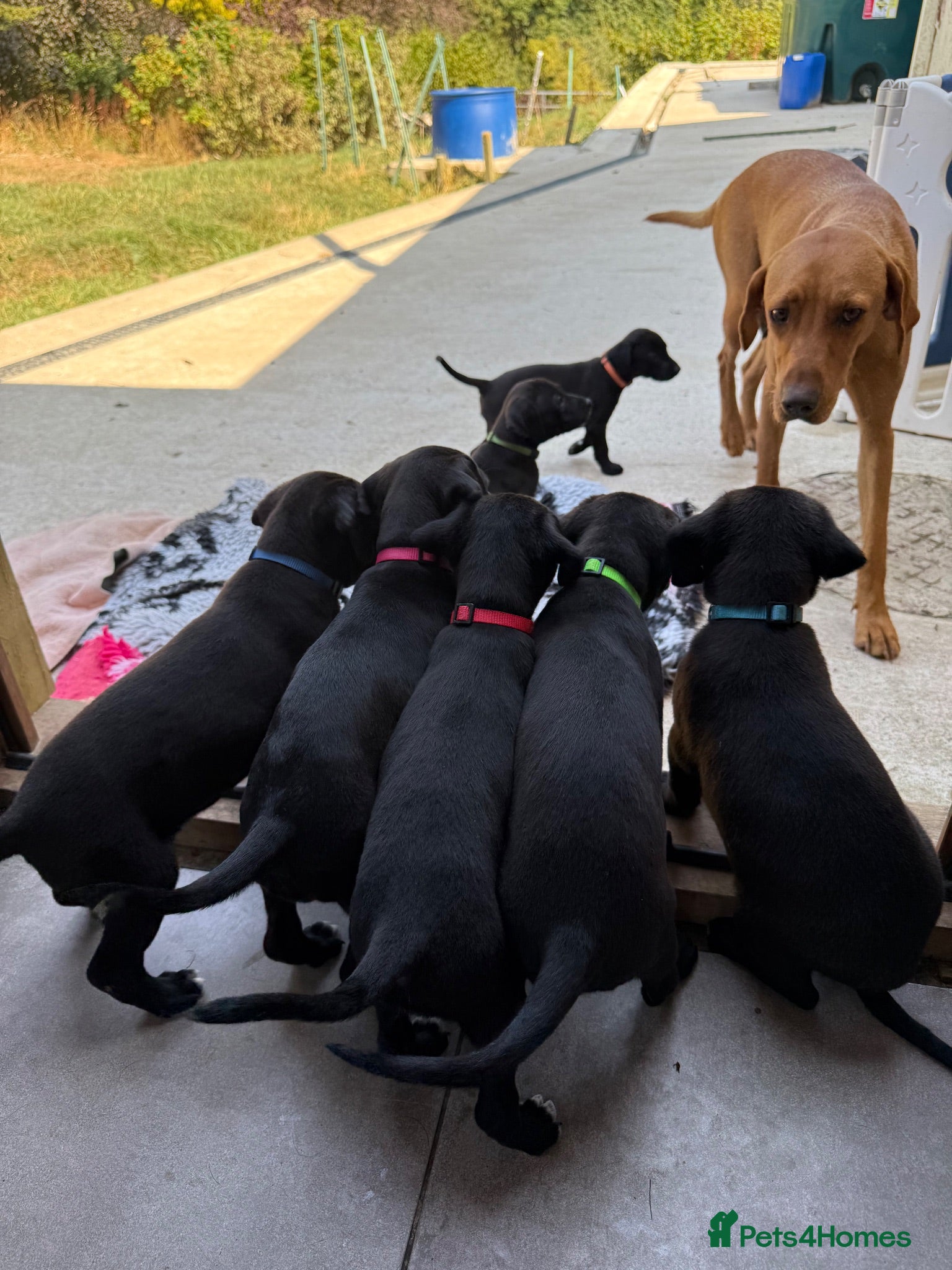 Mixed Breed dogs Adorable Labrador xxx puppies  - Advert 2