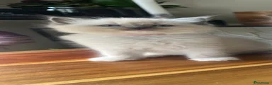 Ragdoll 4