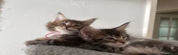 Maine Coon cats for sale: Show quality Maine coon kittens - Advert 22