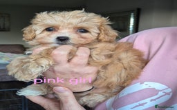 Maltipoo dogs for sale: F1 Maltipoo puppies 🐶 Just 2 girls remaining  - Advert 30