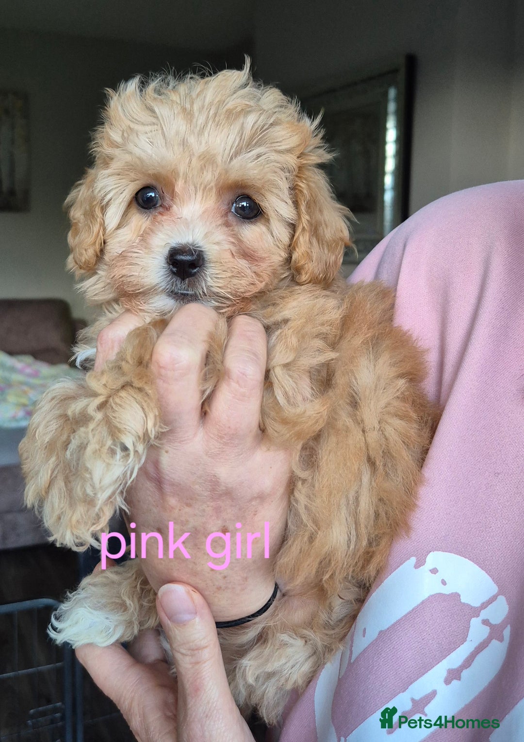Maltipoo dogs for sale: F1 Maltipoo puppies 🐶 Just 2 girls remaining  - Advert 30