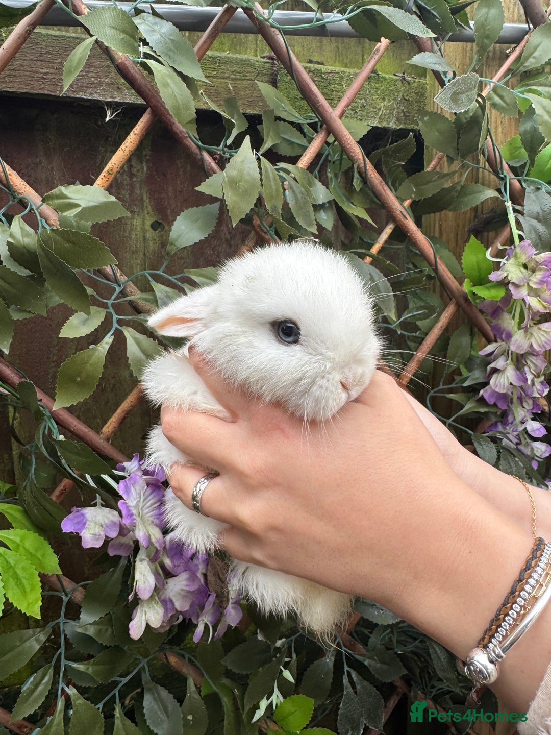 Mini Lop rabbits for sale: Mini Lop Babies 🐰  - Advert 3