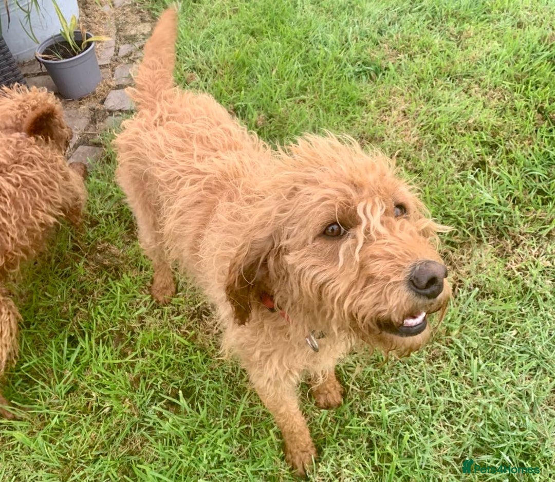 Labradoodle dogs for sale: F1b Golden Labradoodle Female - Image 1