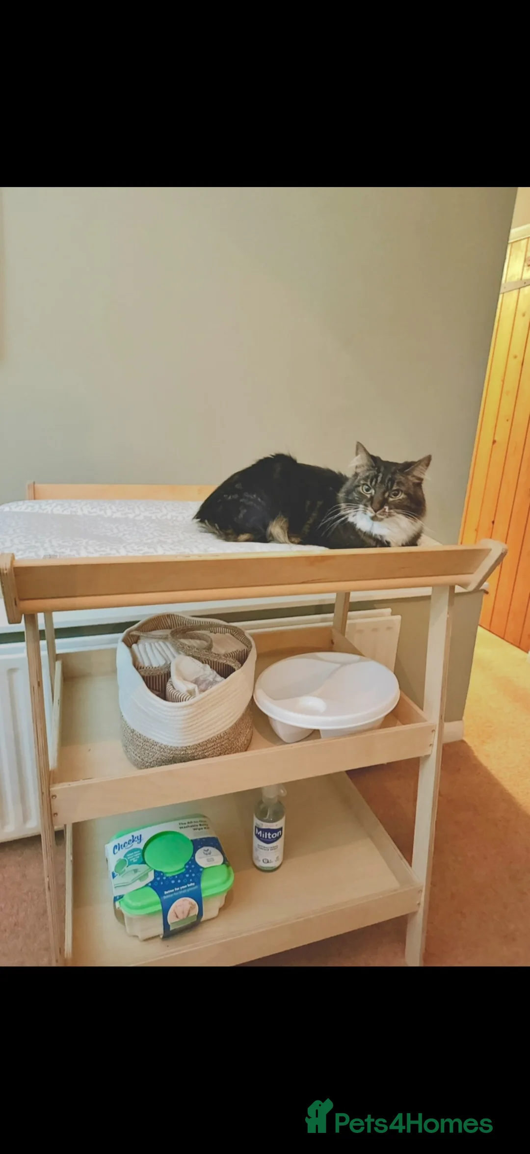 Mixed Breed cats for sale: ‘Ottis’ 2 yr old for loving rehome - Advert 2
