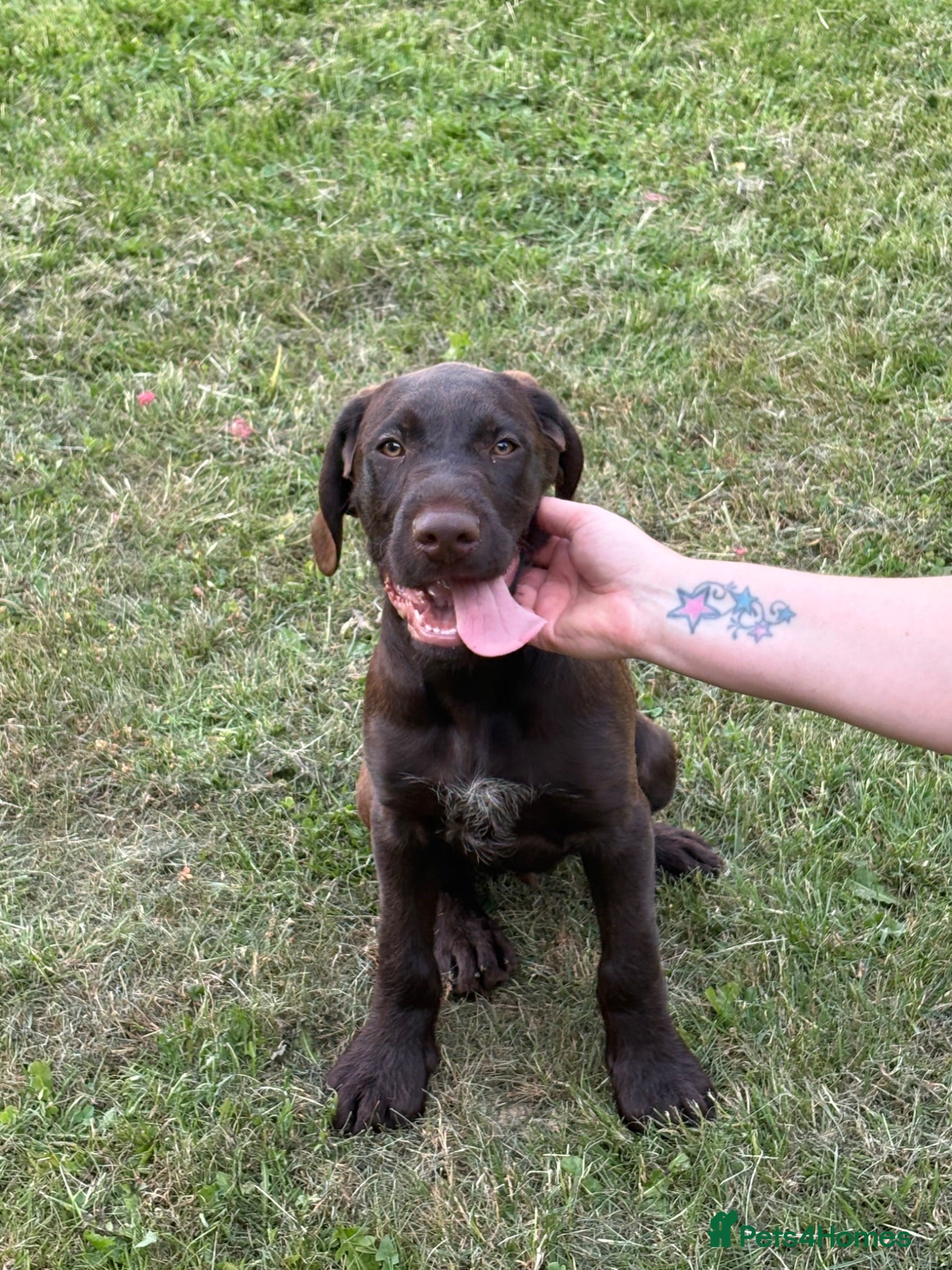 Mixed Breed dogs 💫3 Beautiful Pointer puppies💓💓💙💫 - Advert 3