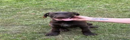 Mixed Breed dogs for sale: 💫3 Beautiful Pointer puppies💓💓💙💫 - Advert 1