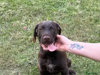 Mixed Breed dogs 💫3 Beautiful Pointer puppies💓💓💙💫 - Advert 1