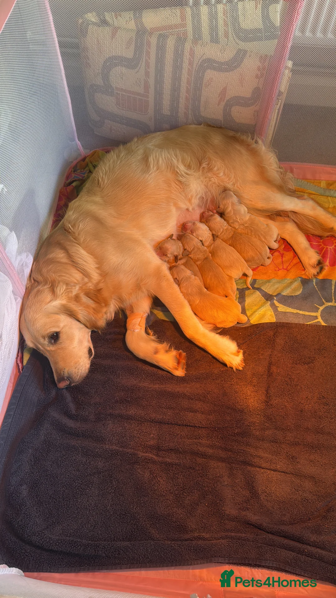Golden Retriever dogs for sale: Golden retriever puppies  - Advert 15