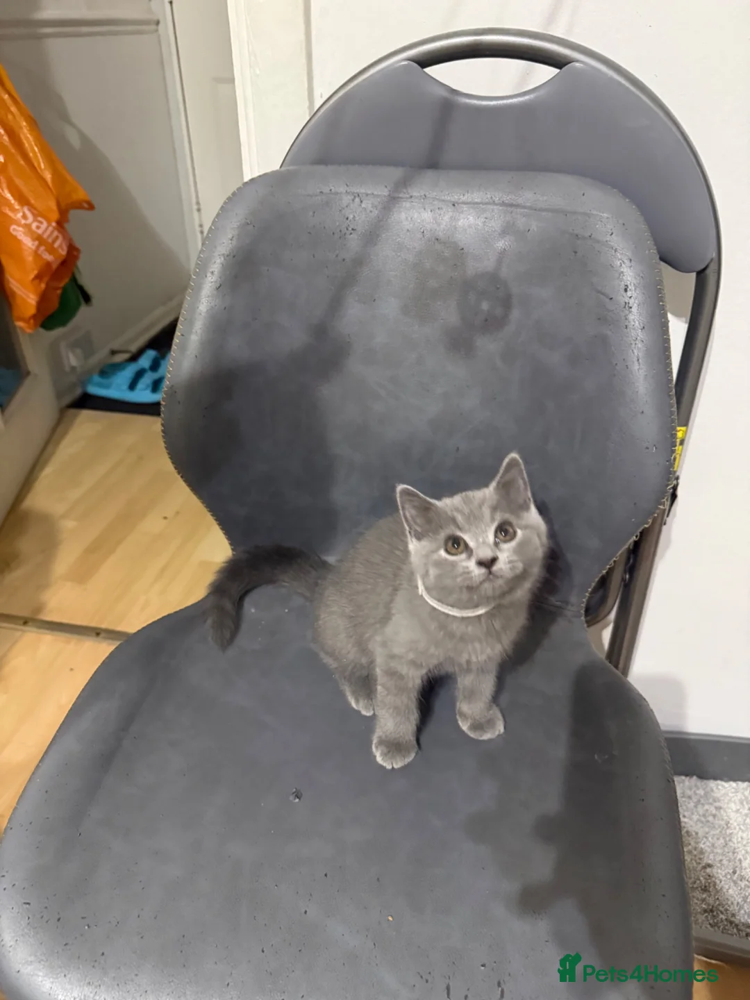 British Shorthair cats for sale: Blue/grey British Shorthair kitten  - Advert 1