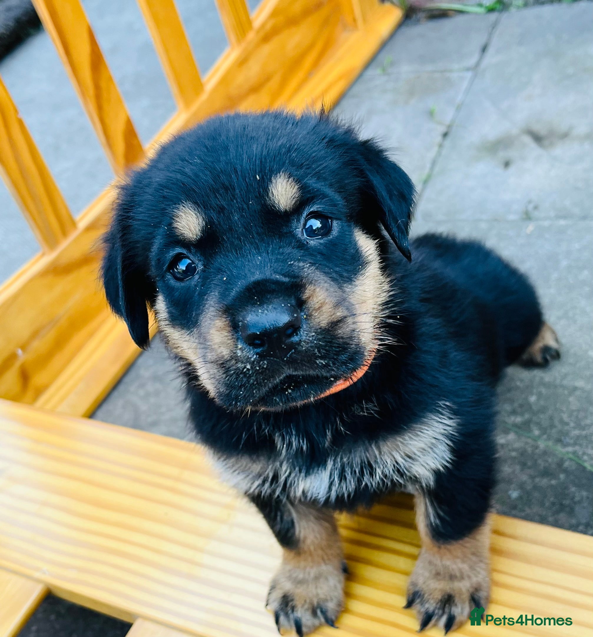 Mixed Breed dogs Rottweiler Doberman mix - Advert 2