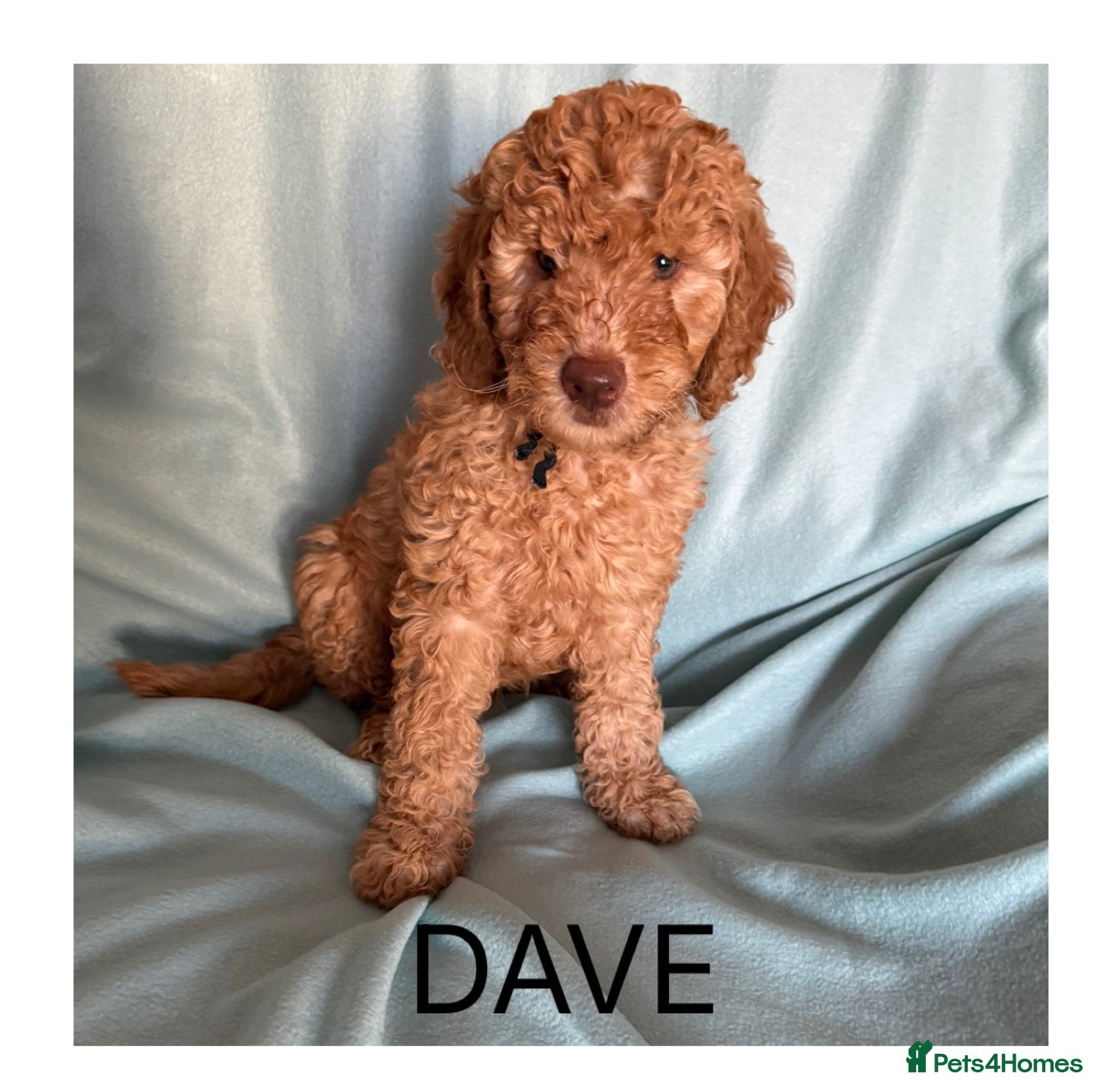 Mixed Breed dogs Multigen Double Labradoodles ( only 1 boy left ) - Advert 2