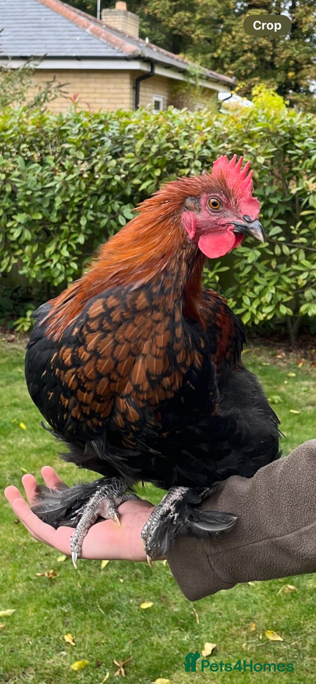 Chickens poultry for sale: Copper black Maran cockerel  - Image 2