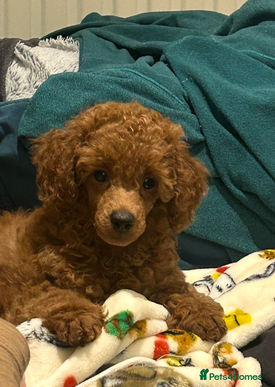 Miniature Poodle dogs Exceptional miniature poodle puppy  - Advert 15