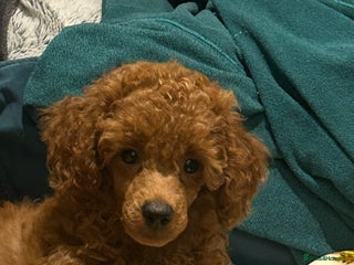 Miniature Poodle dogs Exceptional miniature poodle puppy - Advert 13