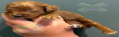 Cockapoo 4