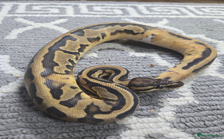 Python Snake reptiles - Advert 2