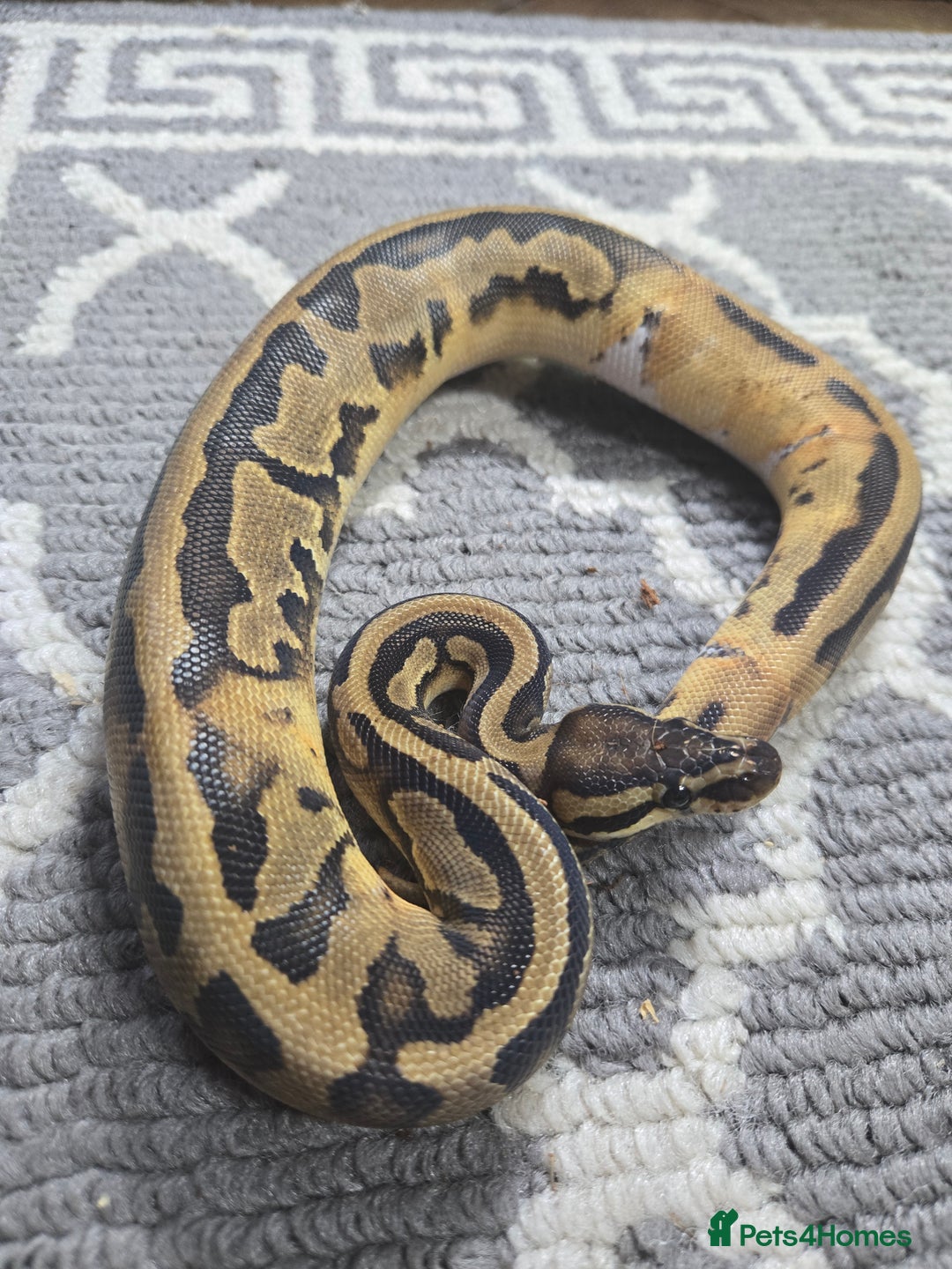 Python Snake reptiles for sale: CB24 Pied OD 66% het clown Male Royal Python - Image 1