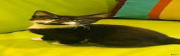 Mixed Breed cats for sale: Wonderful, clever, healthy Kittens for sale - Advert 26