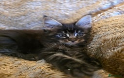 Maine Coon cats for sale: Stunning GCCF Registered Maine Coon kittens  - Image 7