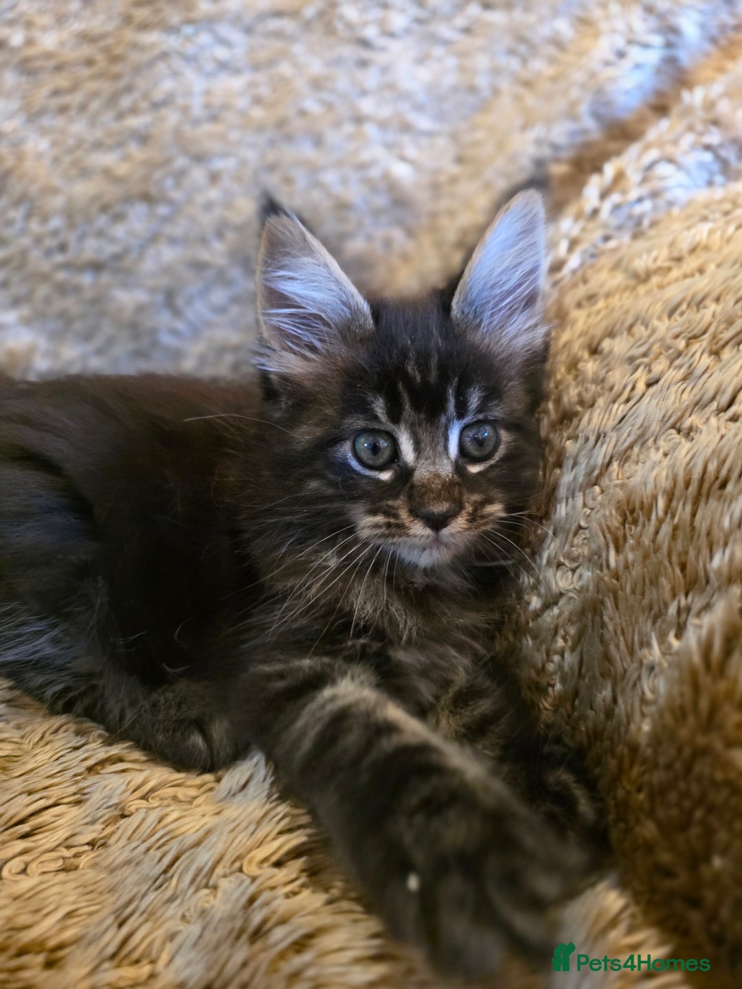 Maine Coon cats for sale: Stunning GCCF Registered Maine Coon kittens  - Image 7