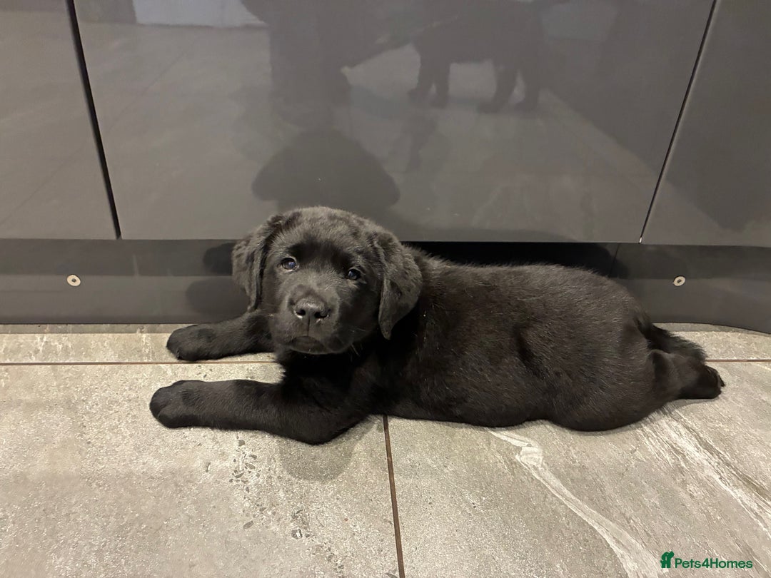 Labrador Retriever dogs for sale: Ready to leave Chunky Show type Labrador puppy - Advert 3