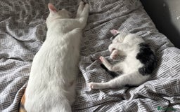 Domestic Shorthair cats for sale: Mother and Kitten (female) - Image 1