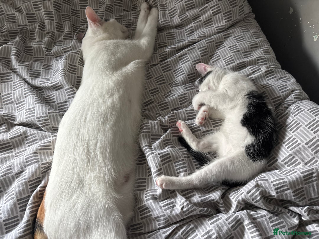 Domestic Shorthair cats for sale: Mother and Kitten (female) - Image 1