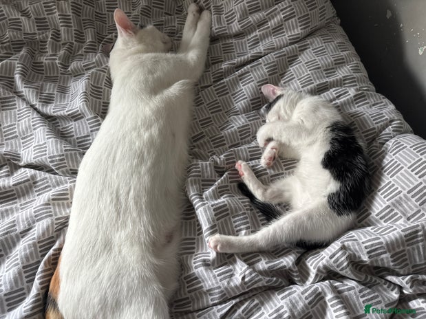 Domestic Shorthair cats - Advert 10