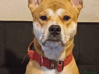 Mixed Breed dogs in West Bromwich - Advert 7