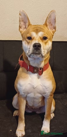 Mixed Breed dogs in West Bromwich - Advert 2