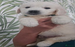 Golden Retriever dogs for sale: KC Reg Fully Health Tested Golden Retriever Pups - Image 13